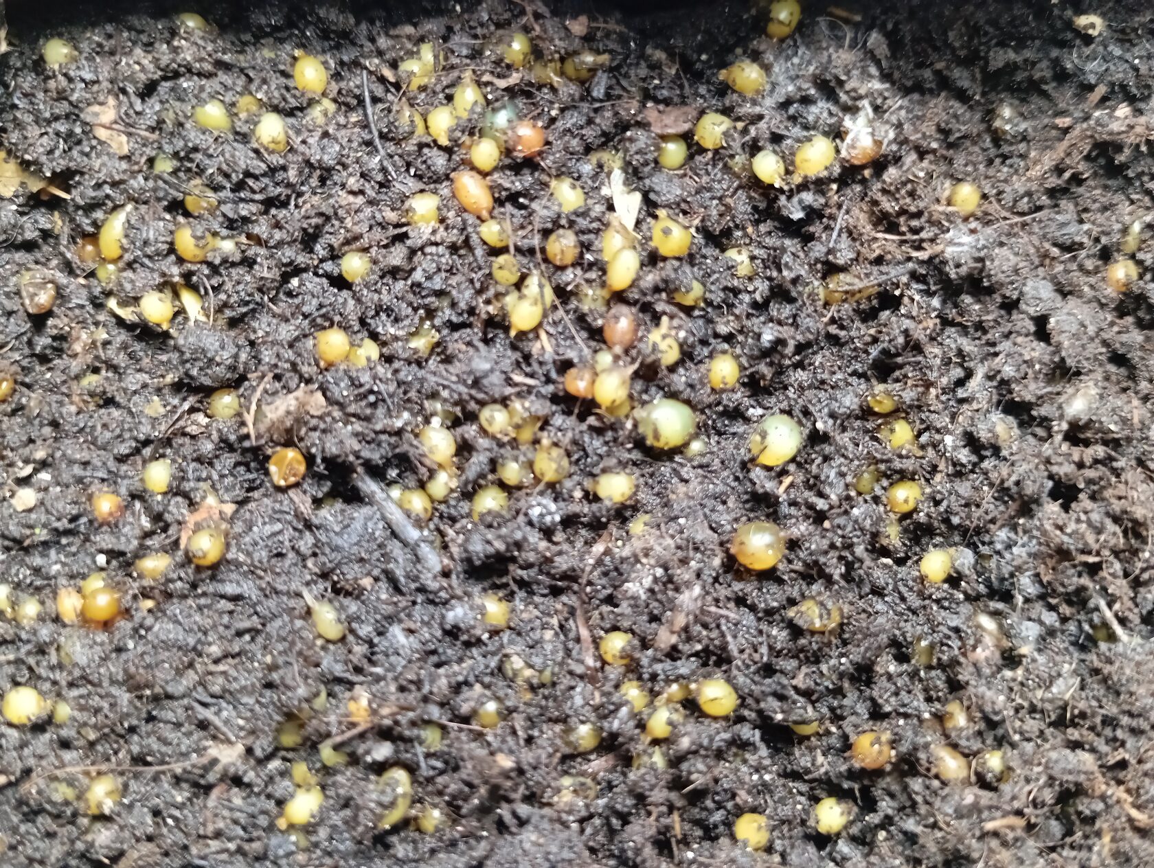 Купить коконы червей дендробена оптом от производителя