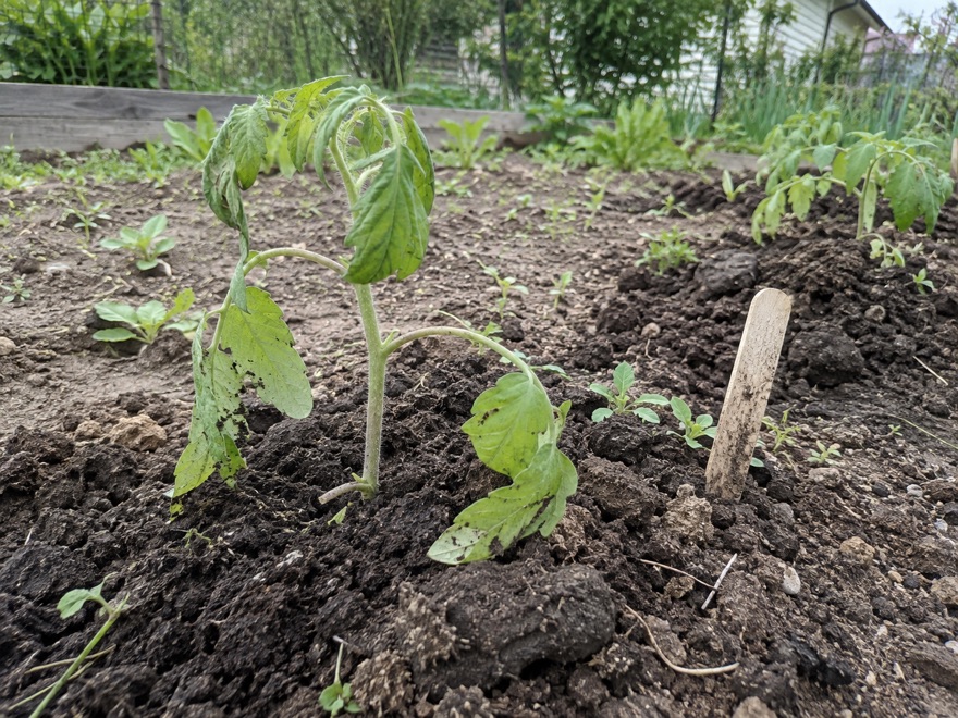 Wilted seedling showing transplant shock before an anti-stress drench