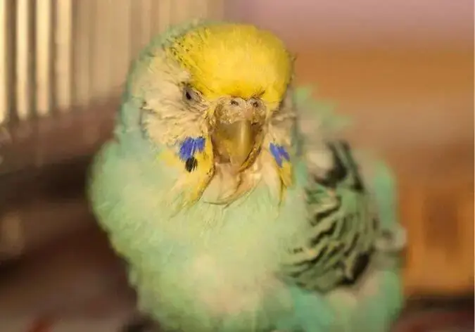 попугай с симптомами рвоты загрязненные перья на голове птицы признаки заболевания пищеварительной системы