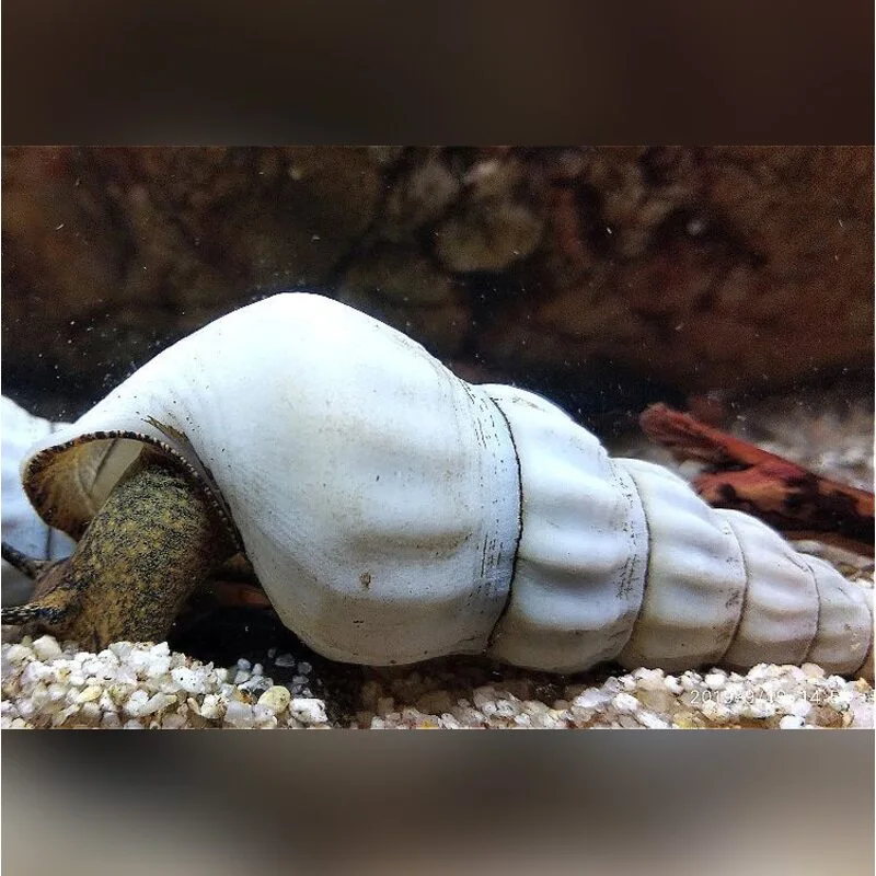 аквариум: Улитки