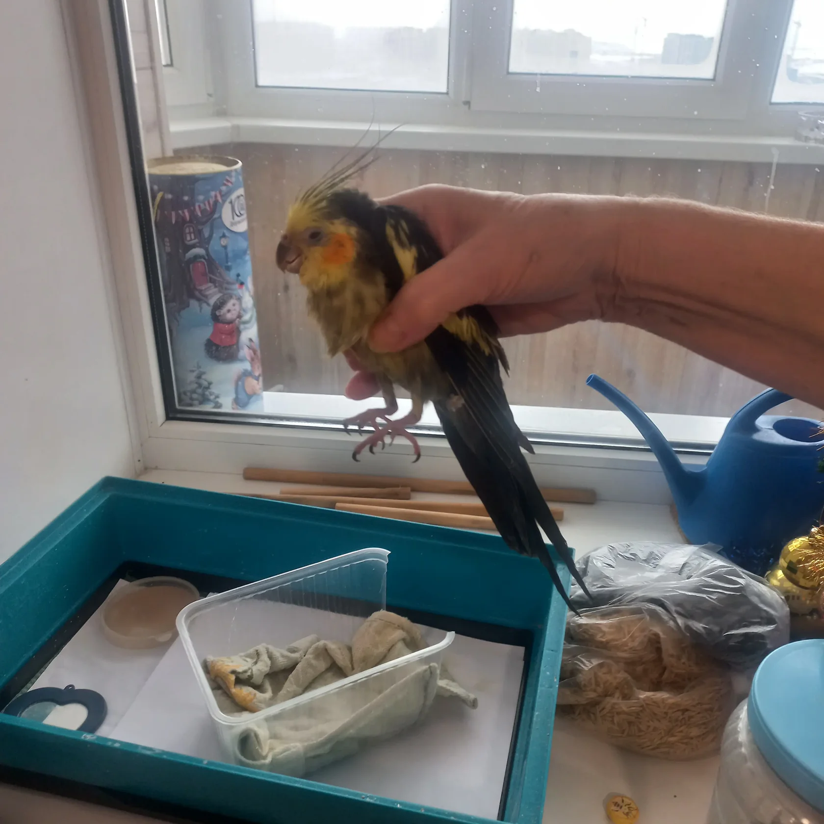 Корелла с признаками самоощипа - выщипанные перья на груди и под крыльями