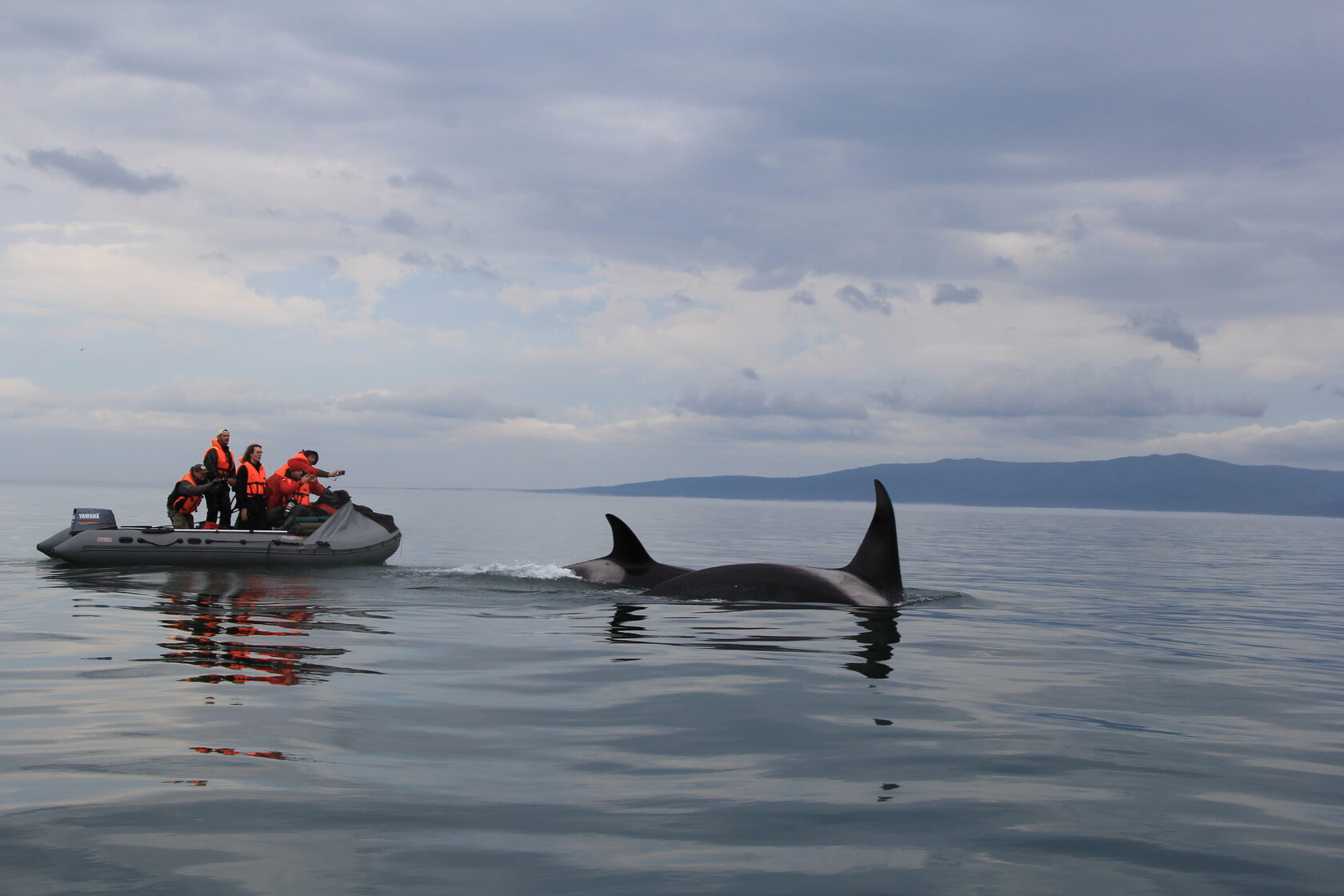 Шантарские острова фото с китами