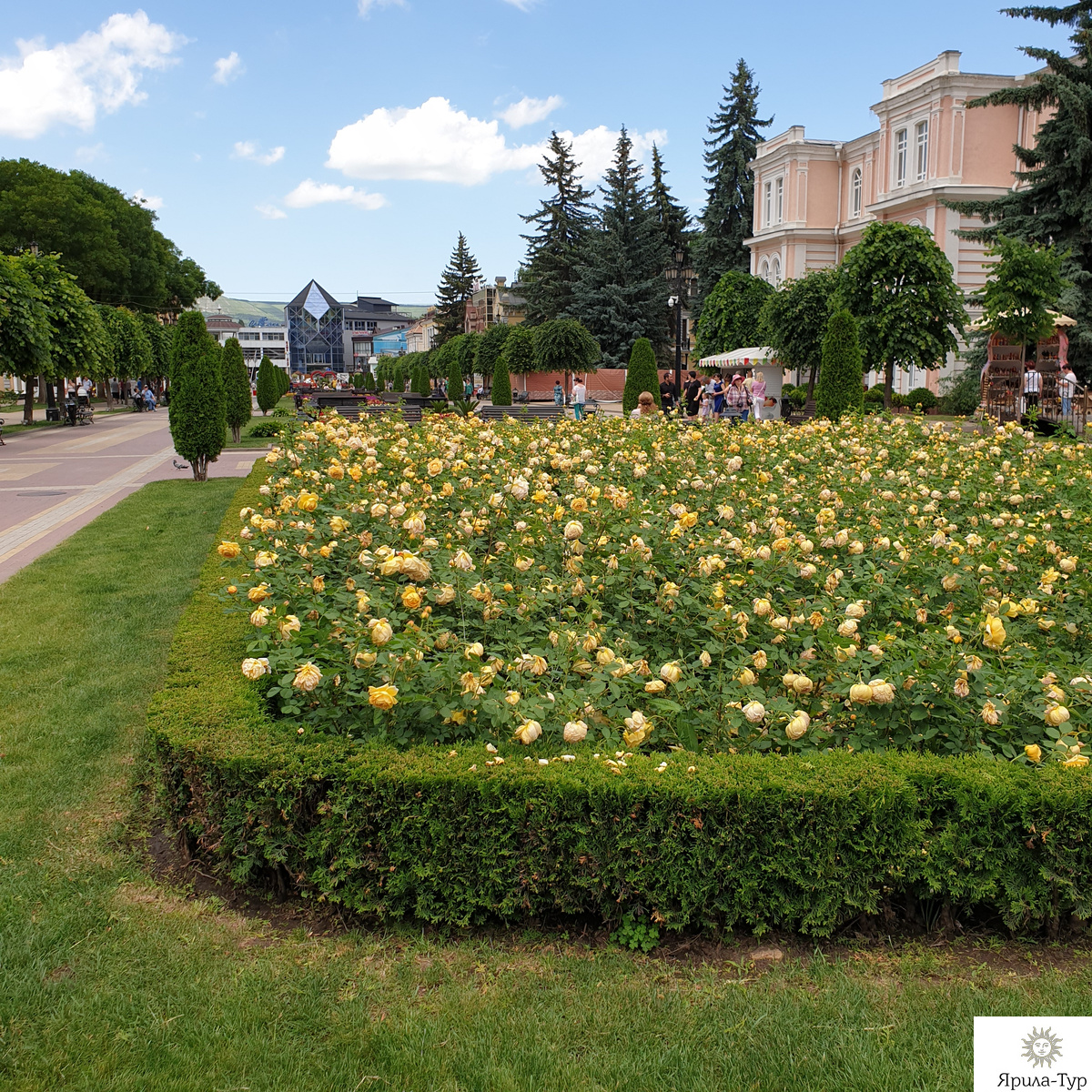 курортные цветы