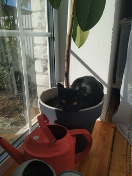 a Bombay kitten lying in a flowerpot.