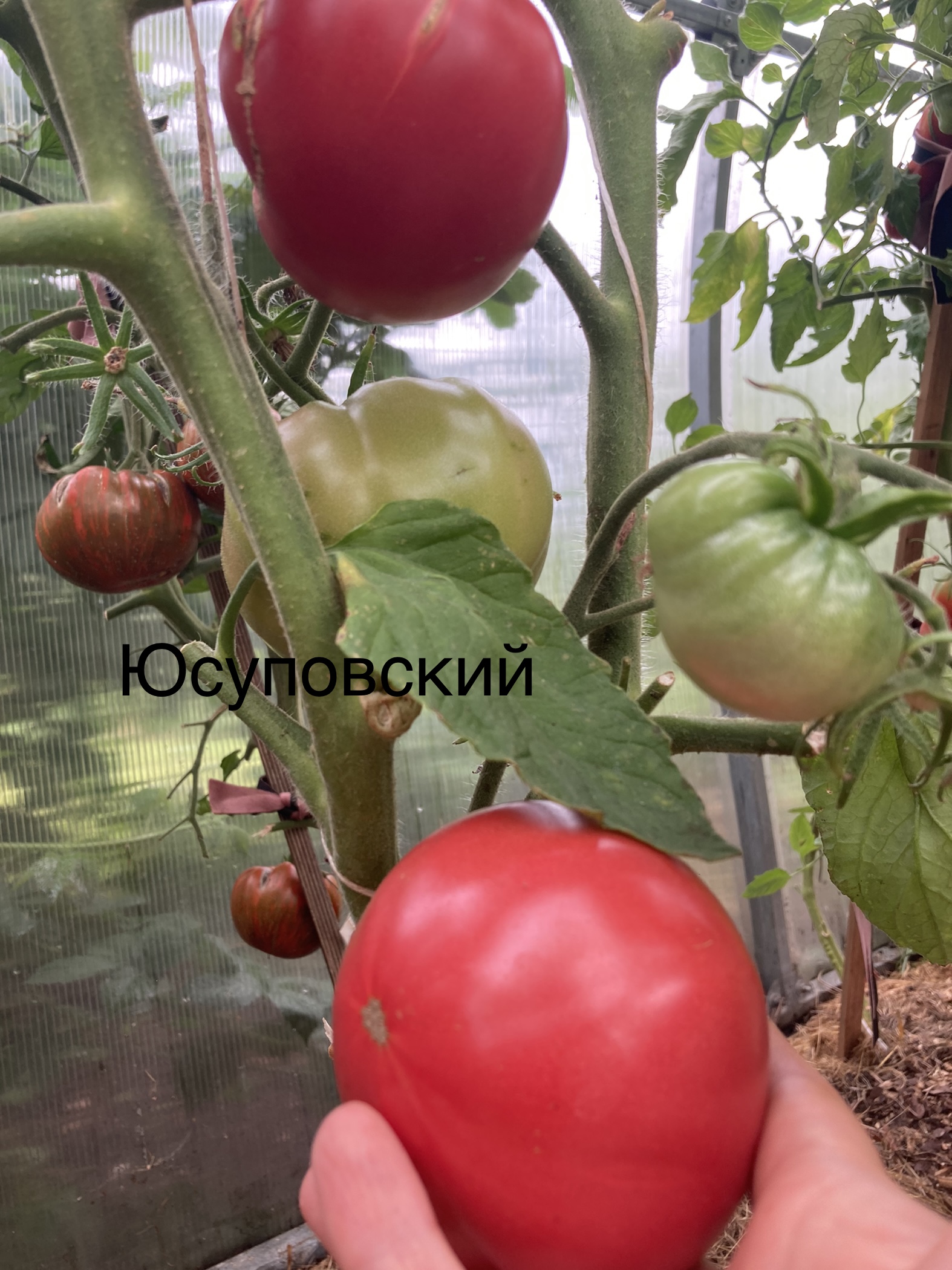 Юсуповские