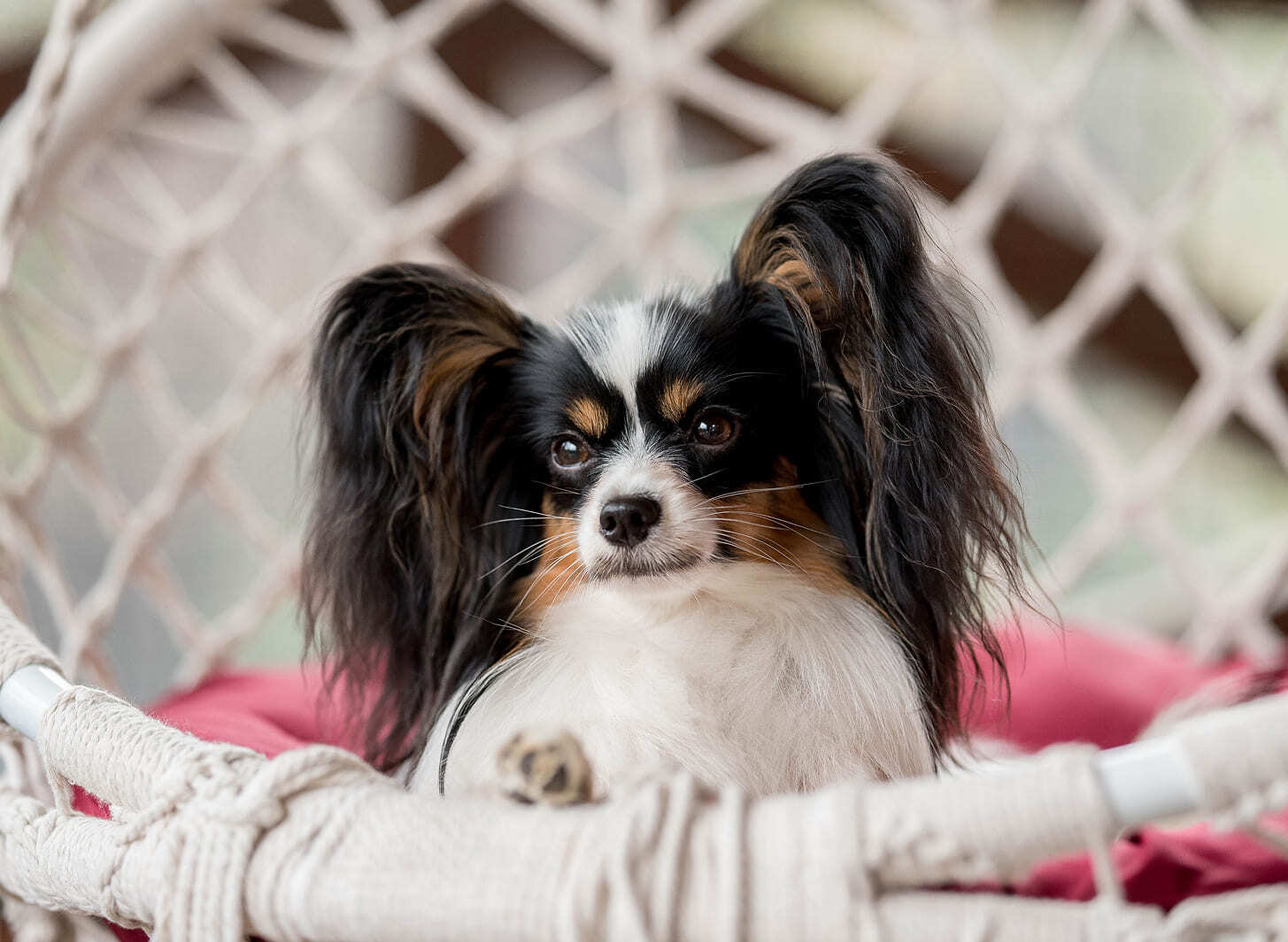 папийон окраса триколор