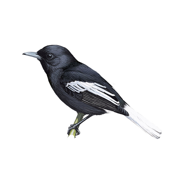 Белохвостая помарея (Pomarea mira)