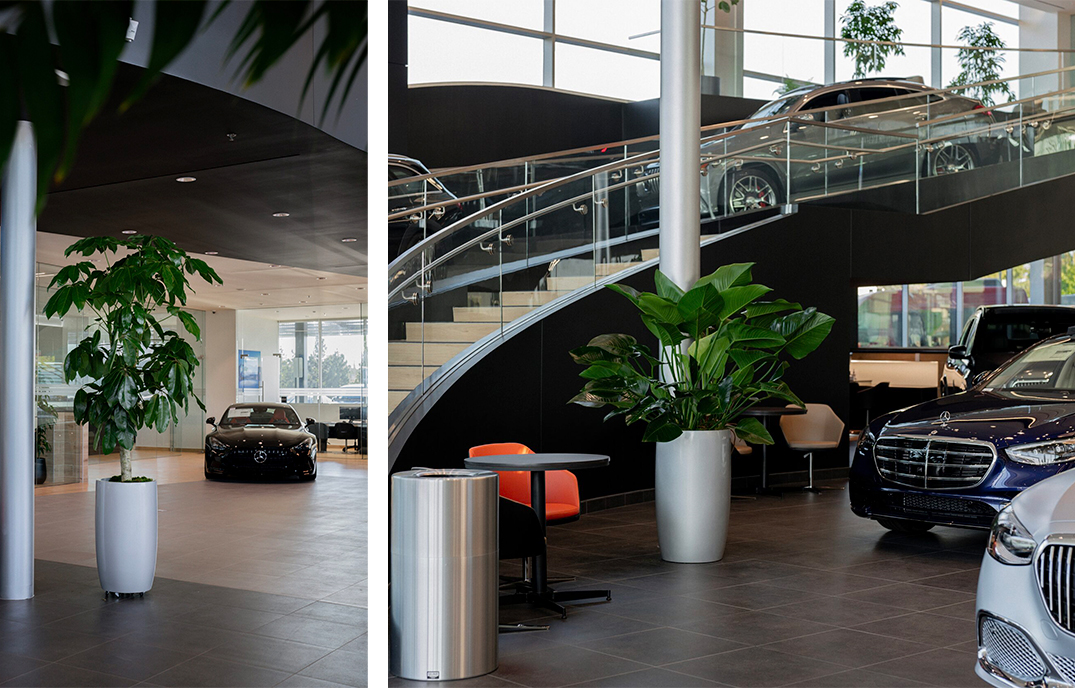 Plants at the showroom entrance and under the staircase, Mercedes-Benz of Escondido