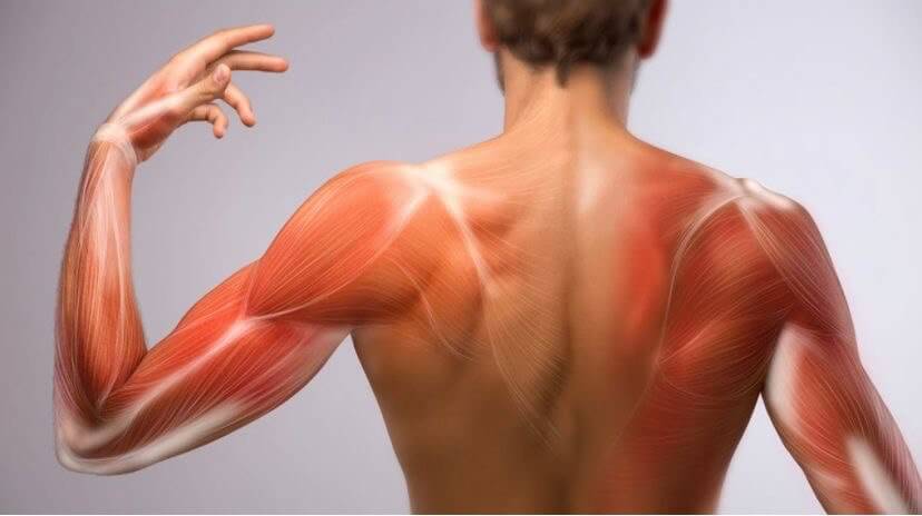 Причины появления мышечной боли после тренировки: научное объяснение