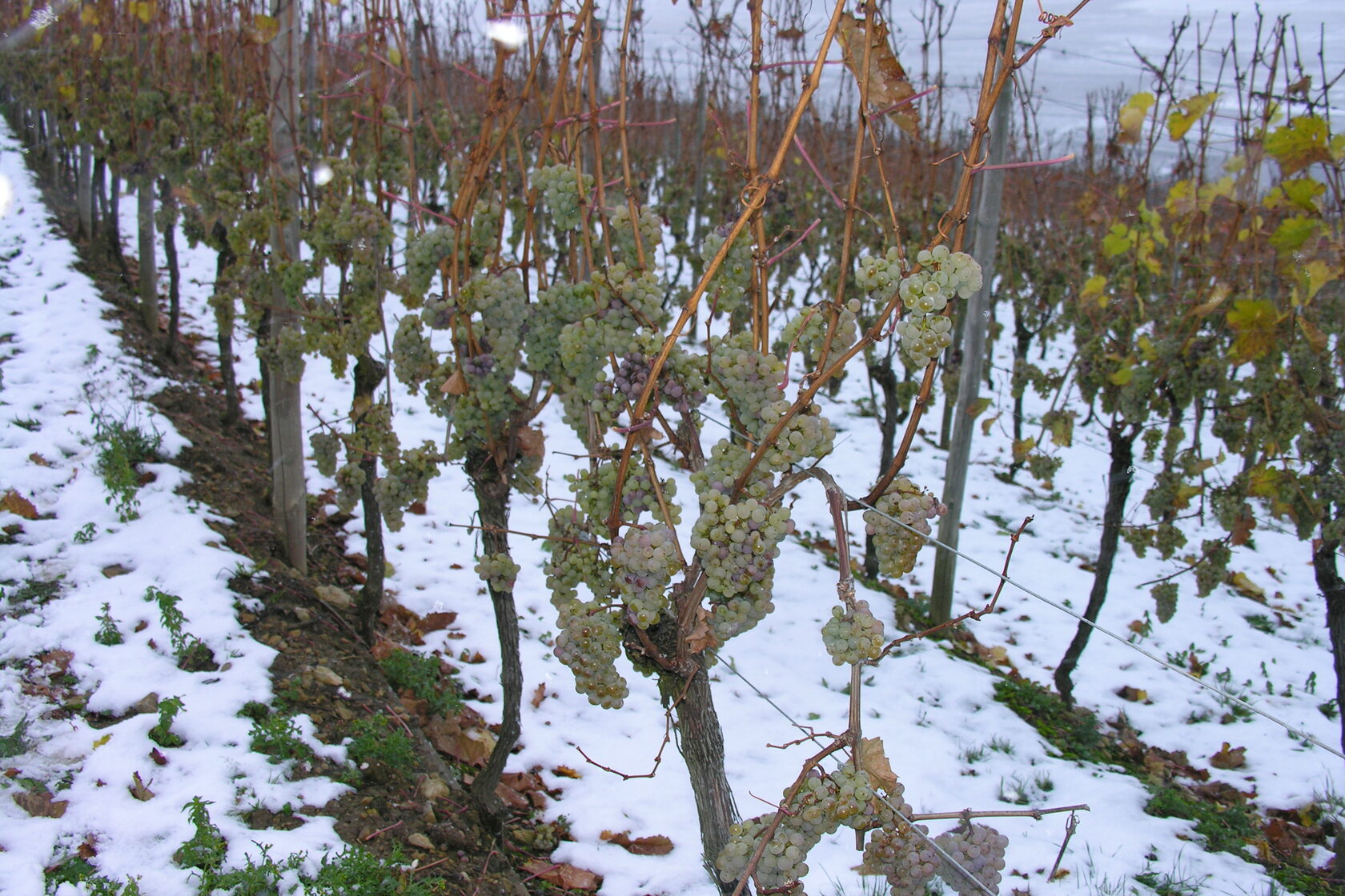 Когда нужно открывать виноград. Защита саженцев на зиму. Виноградники зимой. Саженцы зимой. Укрытие деревьев на зиму.