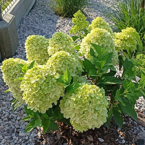 Гортензия метельчатая пандора