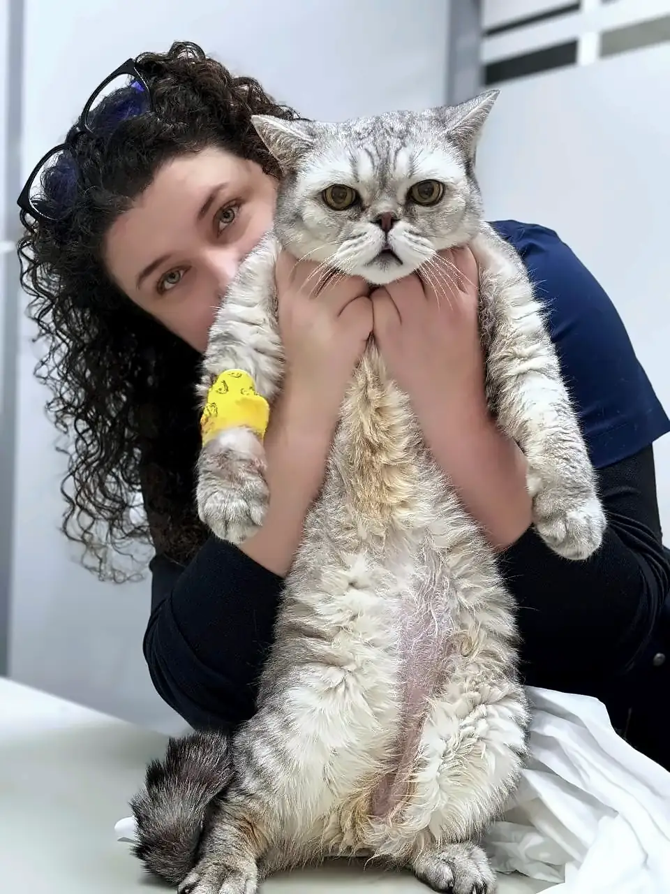Сотрудница держит серого британского кота с катетером на лапе
