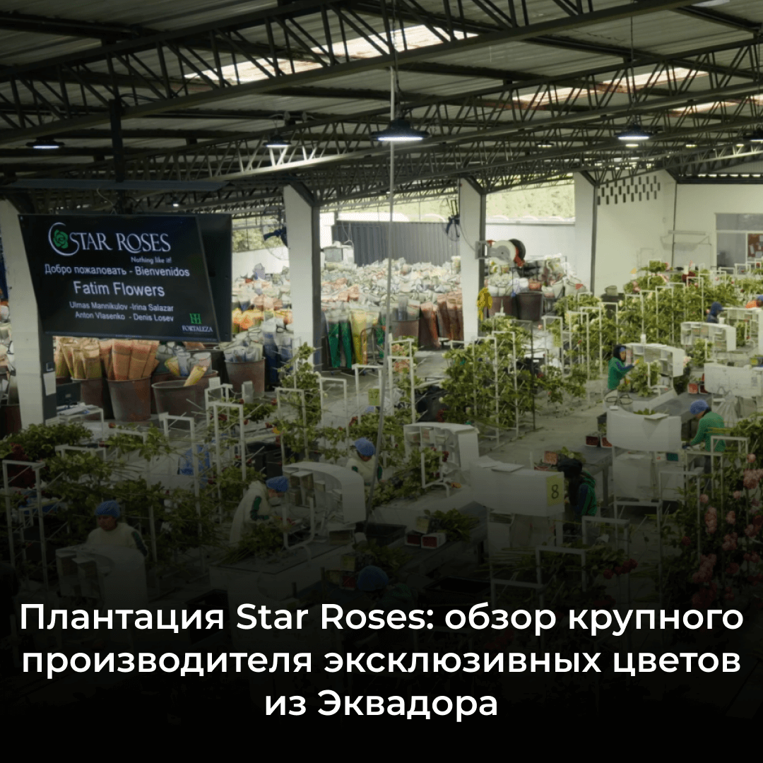 Плантация Star Roses: обзор крупного производителя премиальных роз