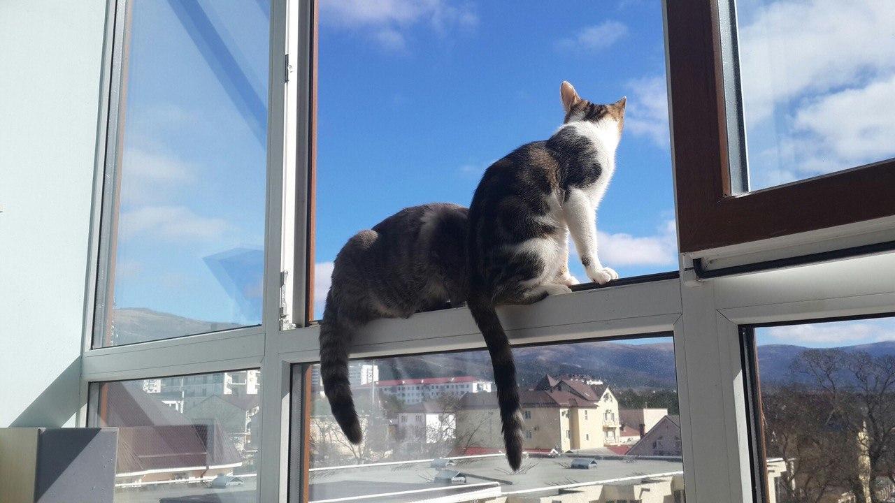 There is a cat in the window. Кошки падают из окон. Кошка в стеклопакете. Кот падает из окна. Котики задом на окно.