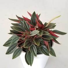 Green indoor plant in pot