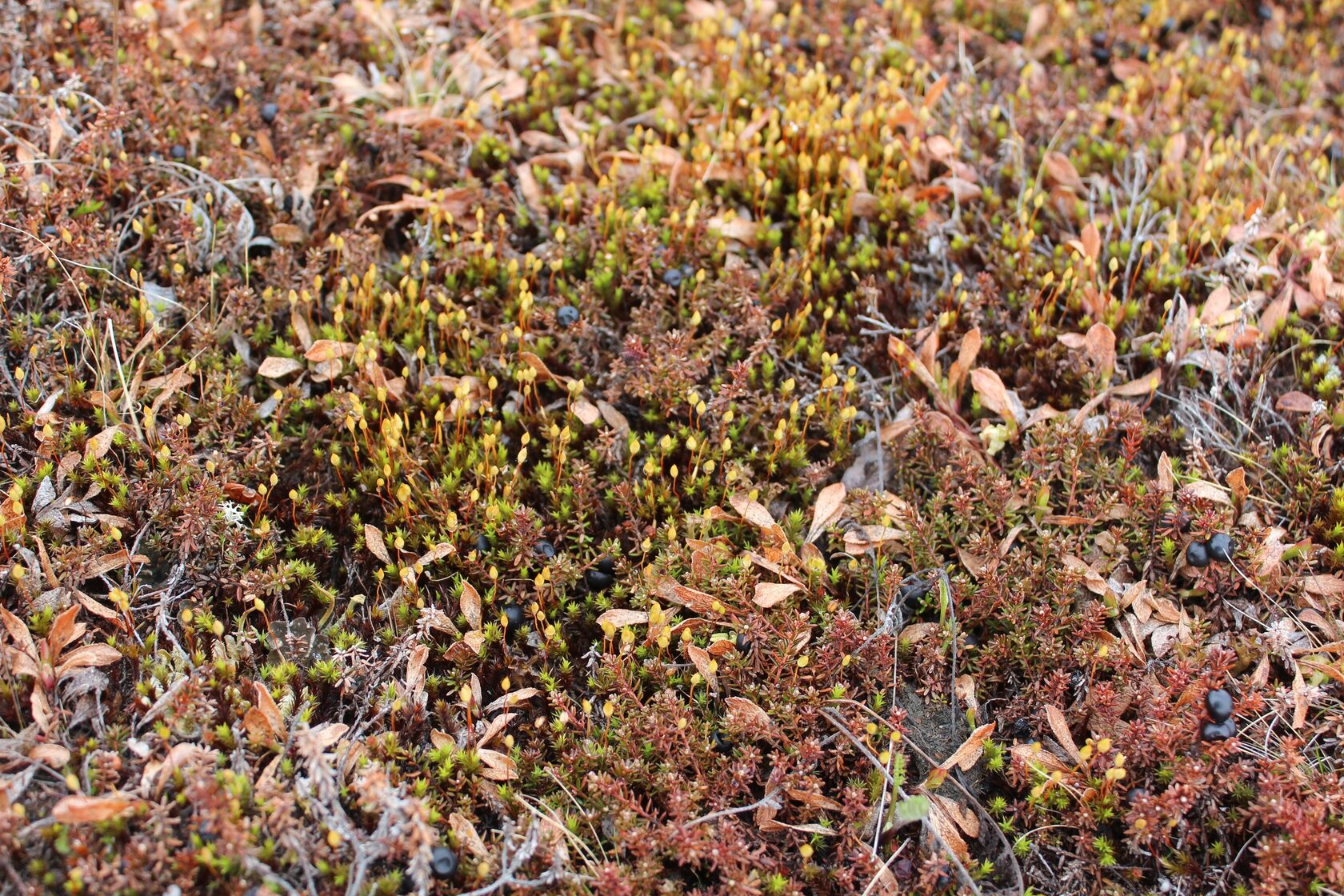 Царство мхов и лишайников