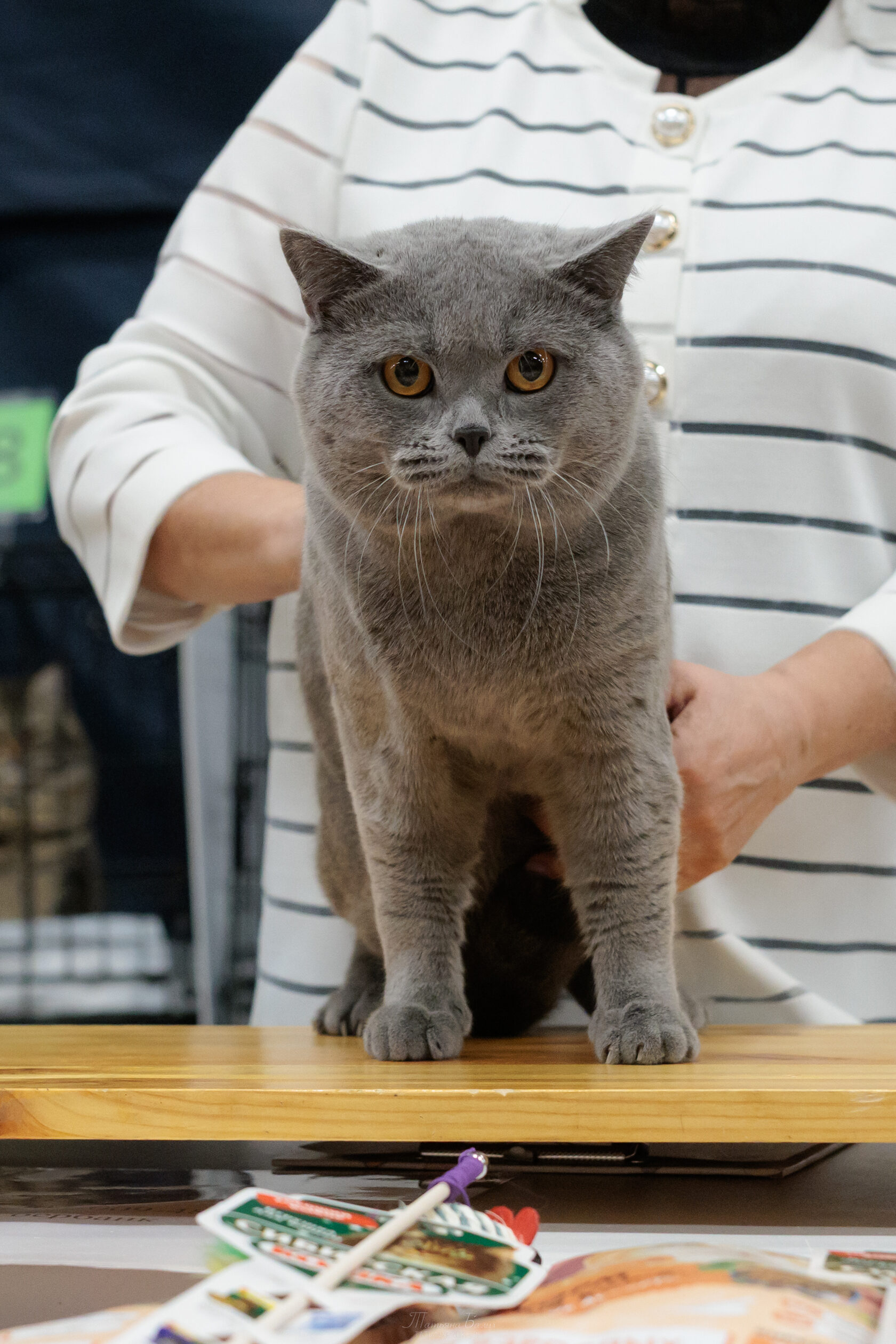 Британская короткошёрстная кошка