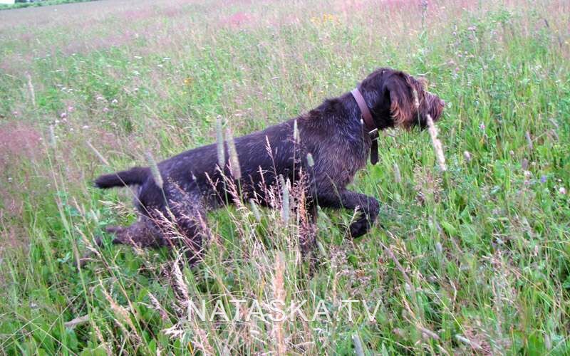 Купить Дратхаара Для Охоты На Авито