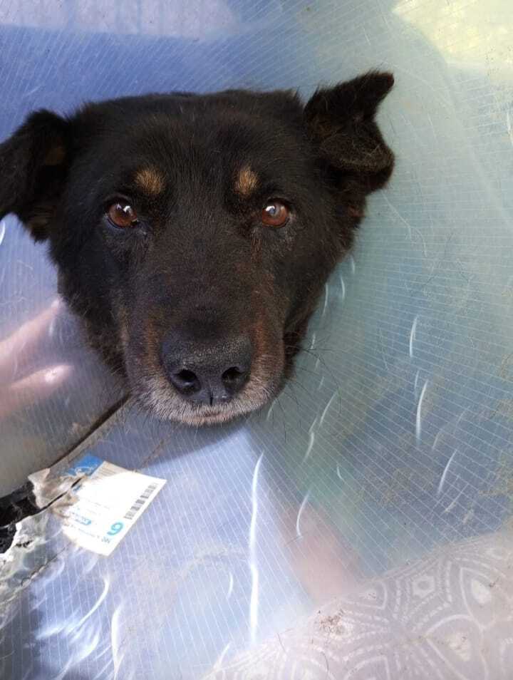 Степан-Степаныч