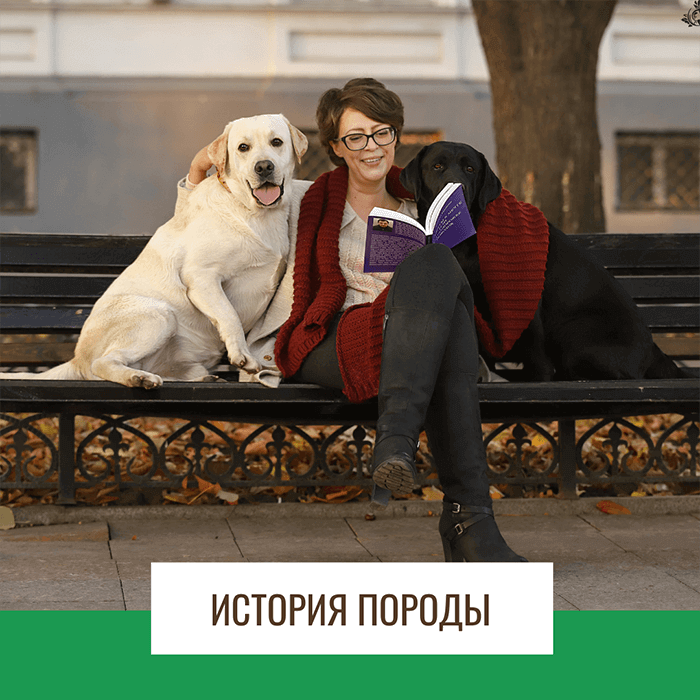 Питомник лабрадоров IRISLAV про историю породы лабрадор