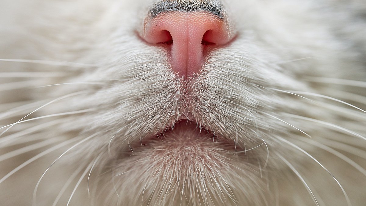 Как лечить язвы на теле у кошек: симптомы, причины и методы лечения