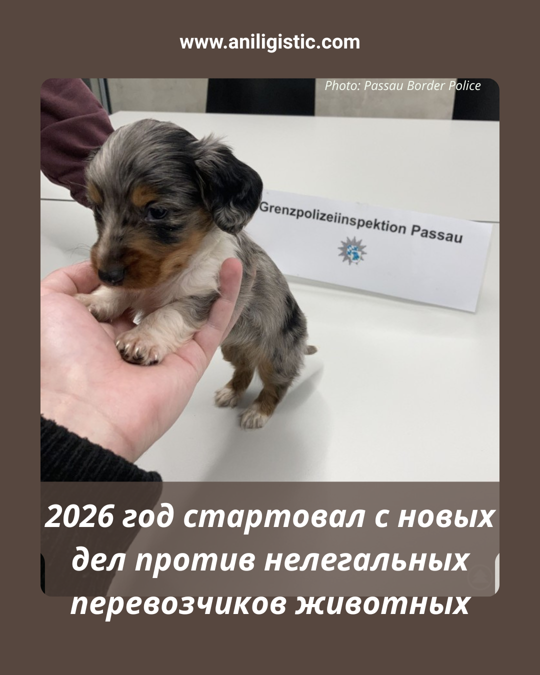 нелегальная перевозка животных в Баврии