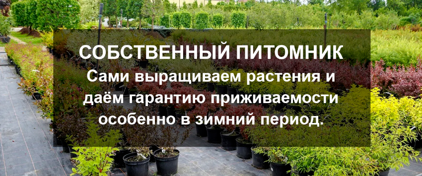 Розы