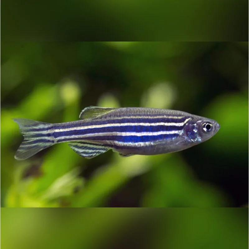 рыбка аквариумная: Данио