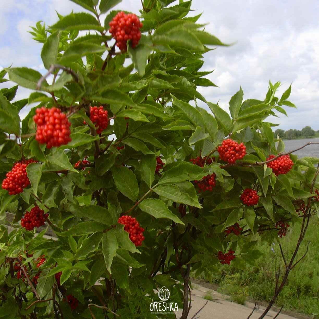 Seeds of Red elderberry (Sambucus racemosa) — 30 pcs