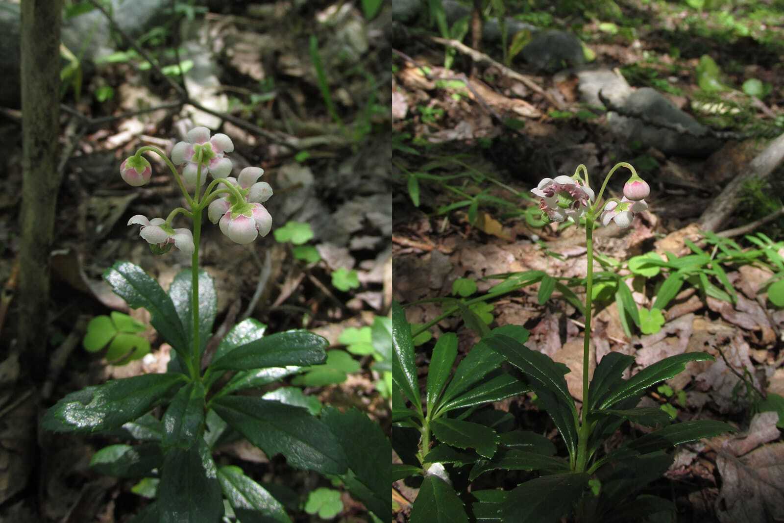 В Байкальском заповеднике 