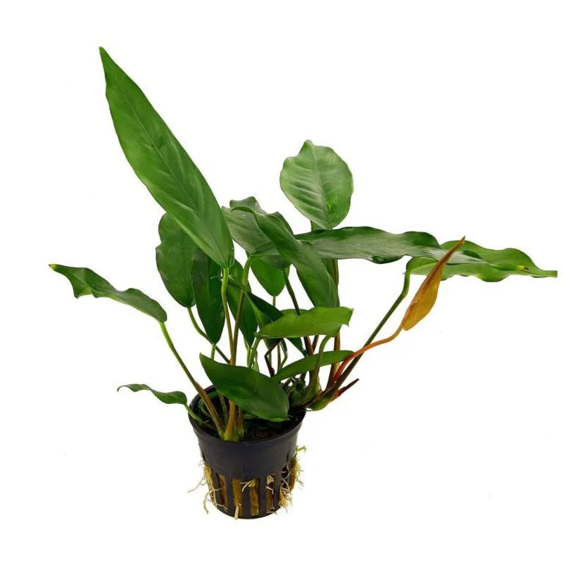 Анубиас Минима