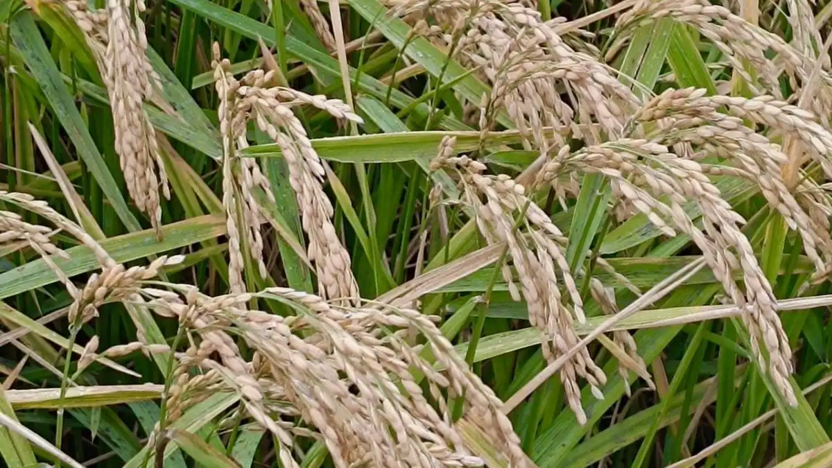 Фото:Госсорткомиссия