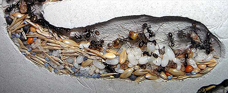 Завелись муравьи в квартире вызвать дезинфекцию