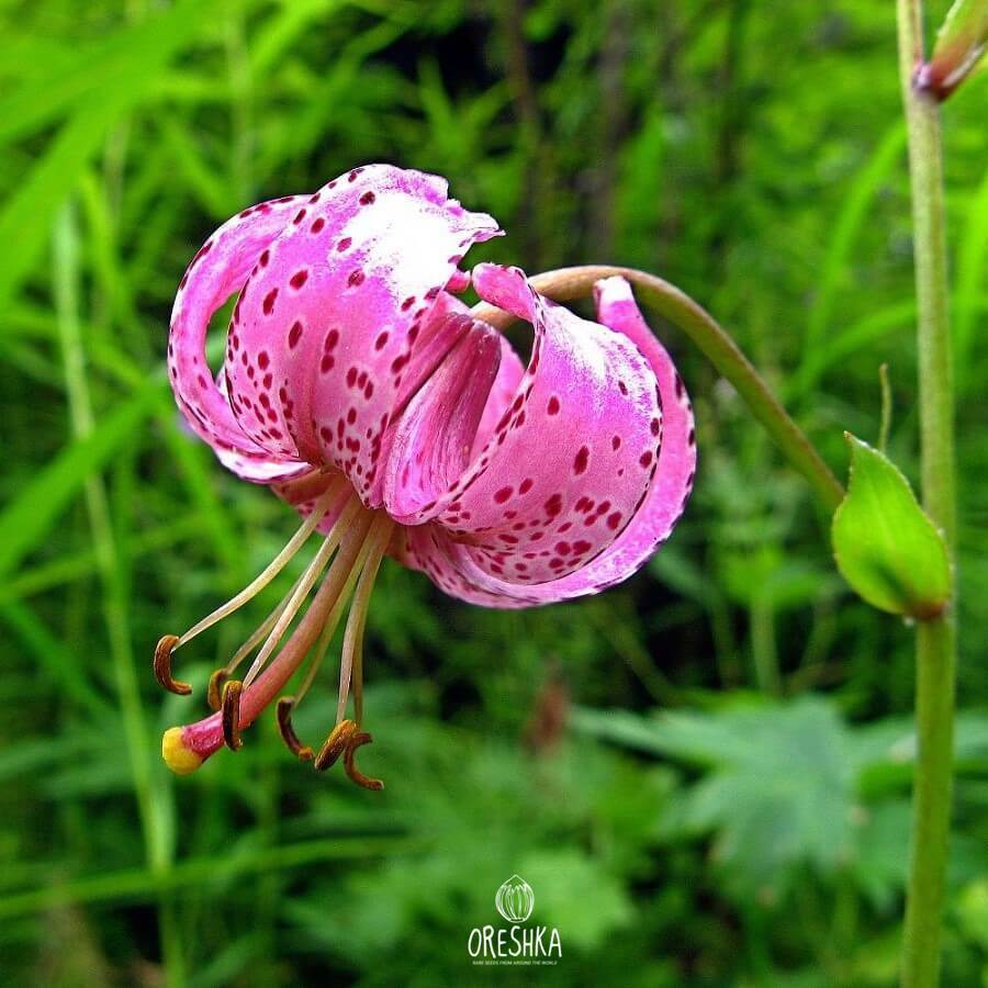 Lilium martagon Saranka Ural mountains habitat