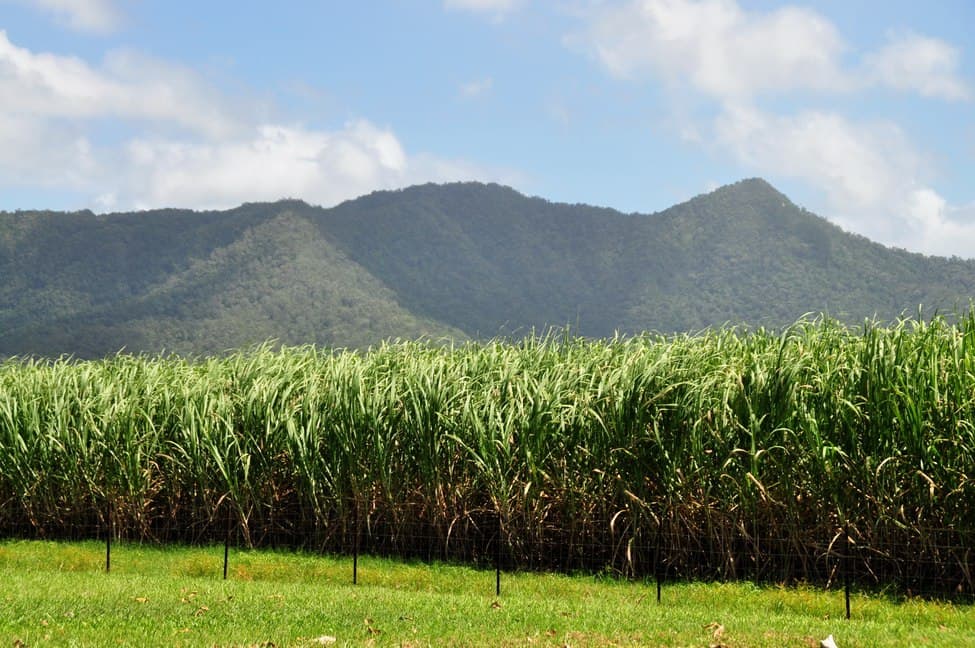 Сахарный тростник содержит 9. Сахарный тростник в Австралии. Сахарный тростник новая Гвинея. Плантации сахарного тростника в Китае. Сахарный тростник в Южной Америке.