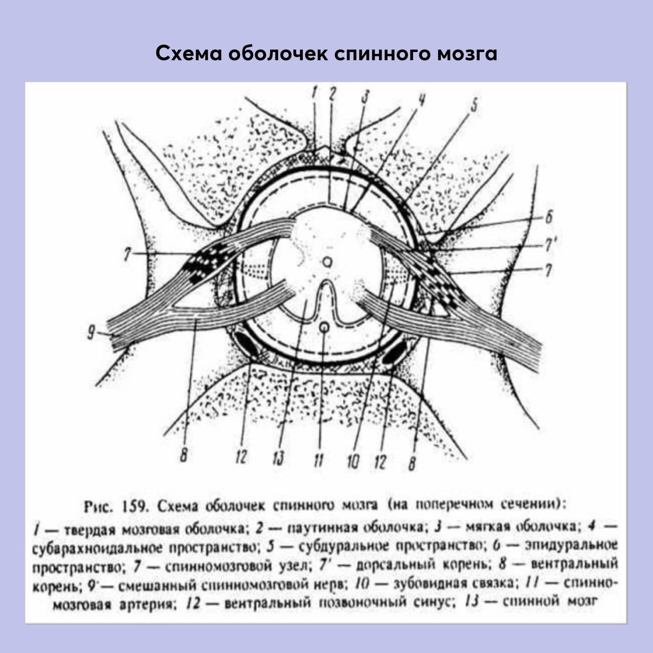 Схема наркоза для кошек