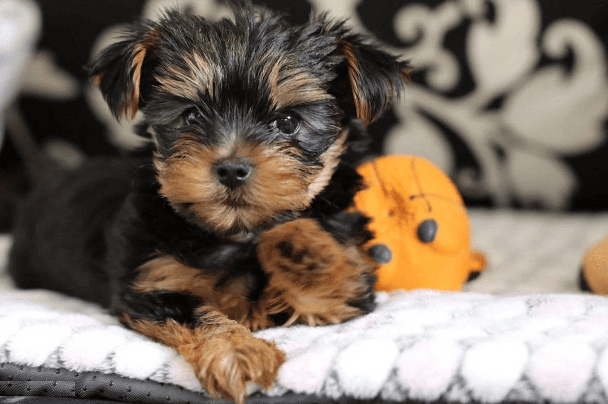 щенок йоркширского терьера