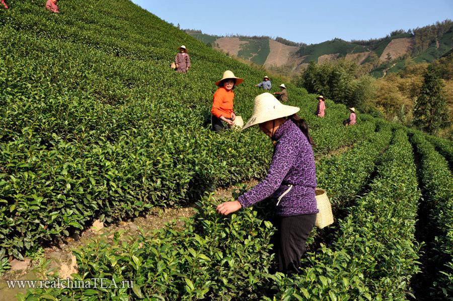 Сборщицы на плантациях белого чая в 70 километрах от города Аньцзи