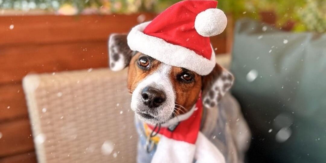 Ошейники-мартингейл Догохоликс