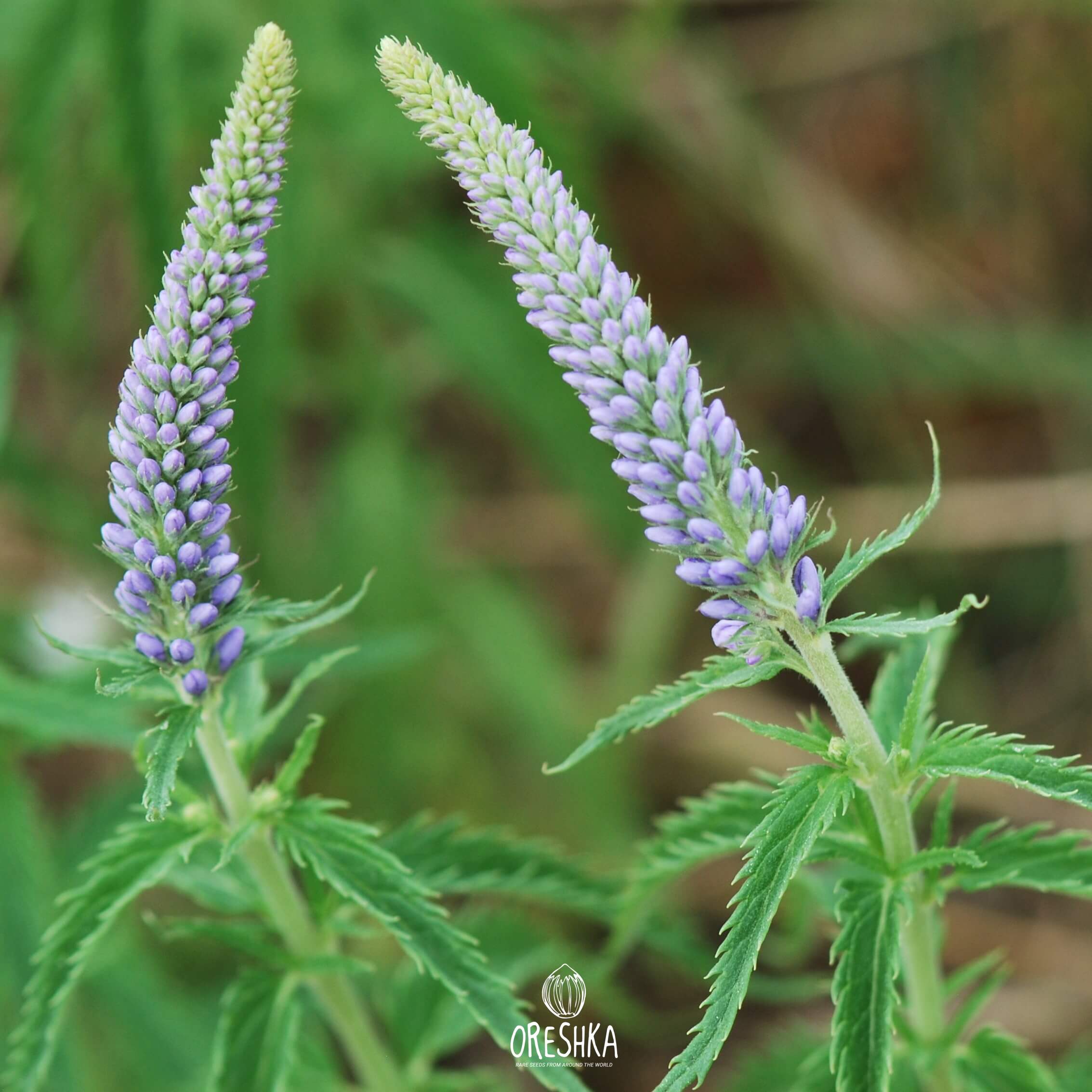 Veronica Longifolia Fresh Seeds Spike Speedwell Flower Seeds Oreshka Rare Seeds From