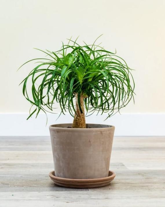 Green indoor plant in pot