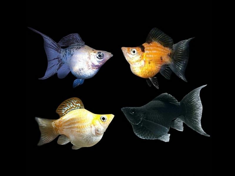 моллинезия сфенопс золотая. какие рыбки относятся к золотым. оранда ест огурцы?. молли аквариумная рыбка. какие рыбки относятся к золотым.