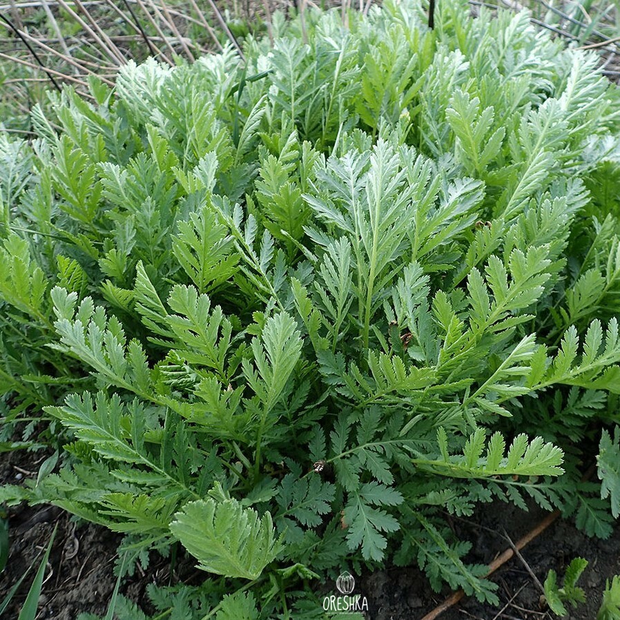 Калуфер бальзамический