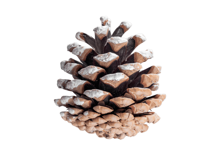 pine cone