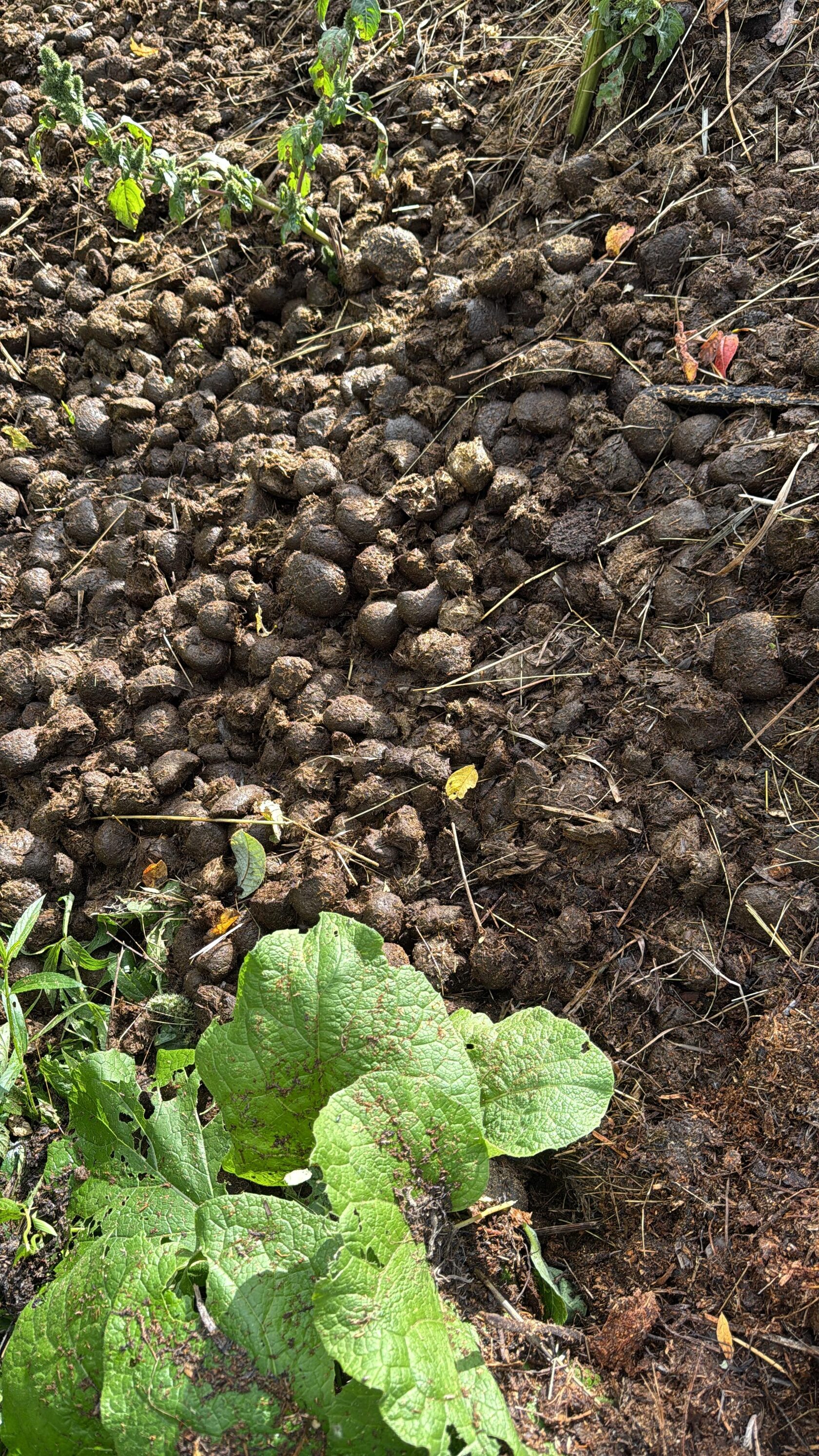 Конский навоз для кормления червей