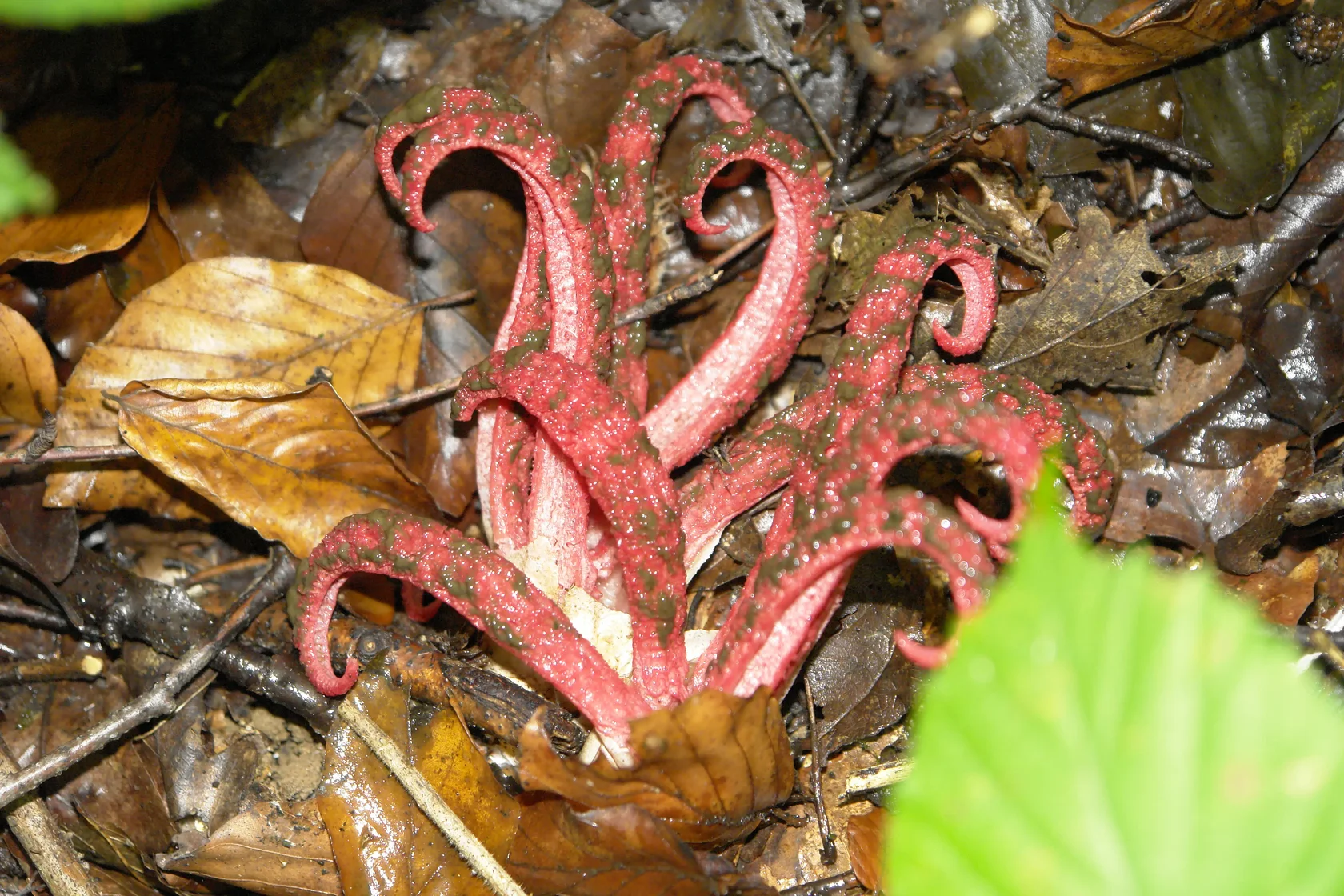 tentacle-like