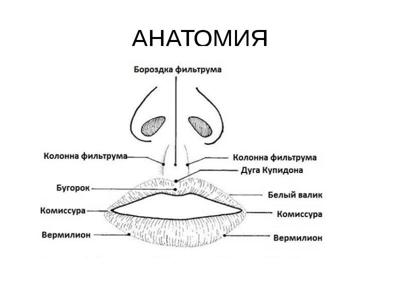 Что находится внутри губ НувельКлиник Проблемы кожи Лицо Тонкие губы