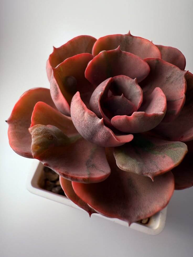 Succulent in ceramic pot