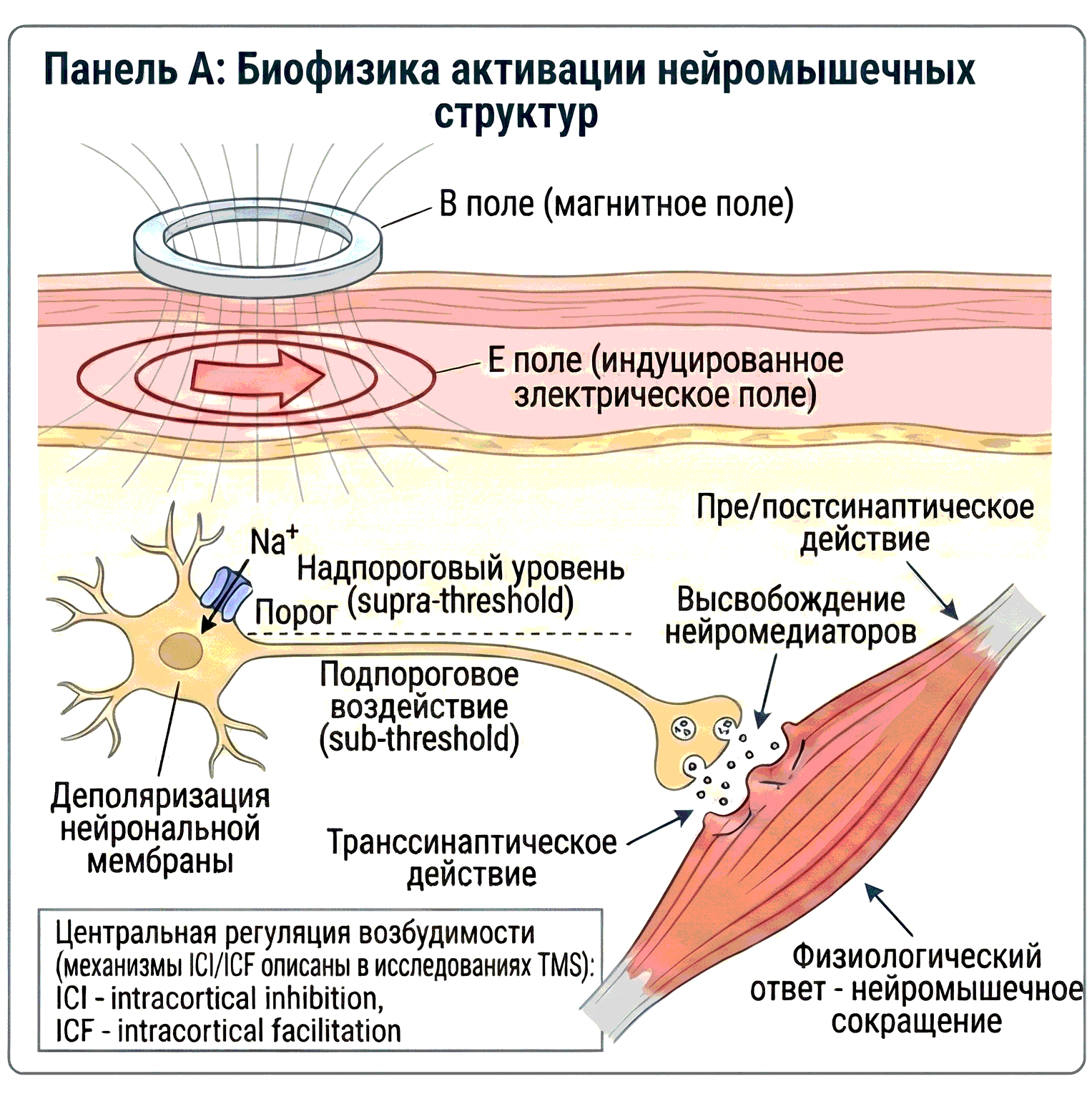 Схема нейромышечной активации