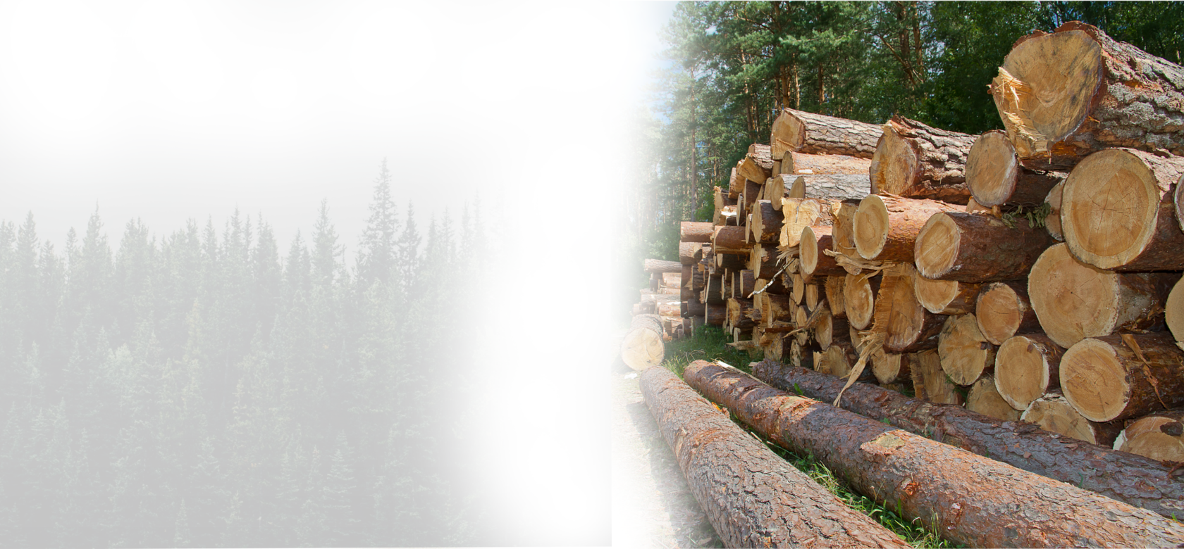 дрова на фоне леса